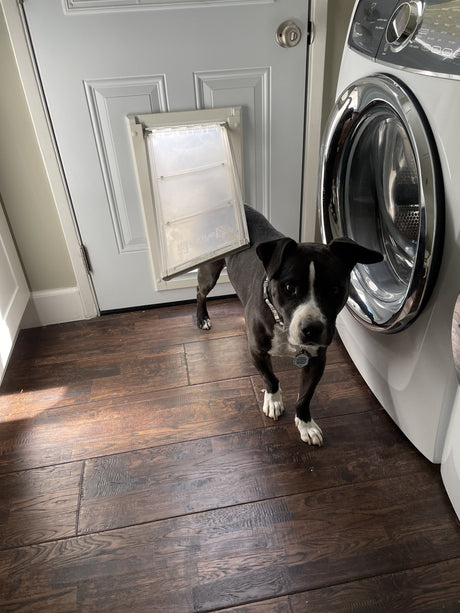 A black and white dog stands next to a washing machine and a door with a dog door.