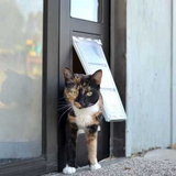 A calico cat stands in a pet door installed in a glass door.