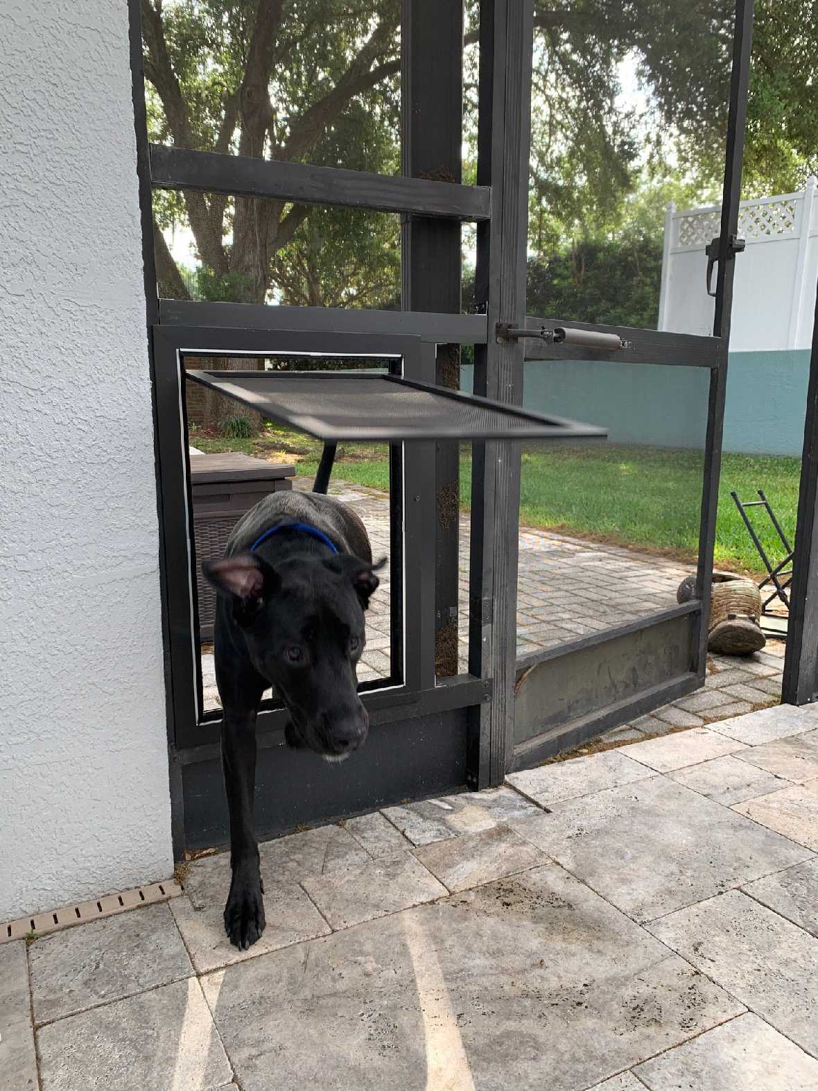 A black dog is going through a dog door in a screen enclosure.