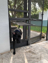 A black dog is going through a dog door in a screen enclosure.