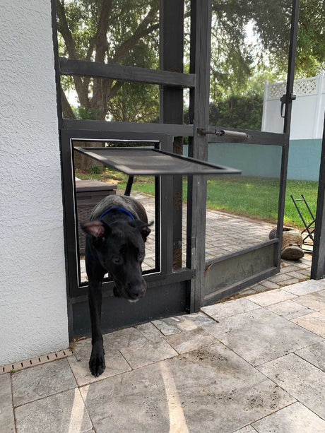A black dog is going through a dog door in a screen enclosure.