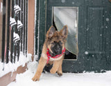 A German Shepherd puppy wearing a red scarf runs through a dog door in the snow.