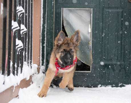 A German Shepherd puppy wearing a red scarf runs through a dog door in the snow.