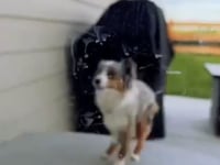 dog using endura thermo panel