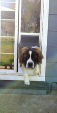 A brown and white Saint Bernard dog is going through a dog door.