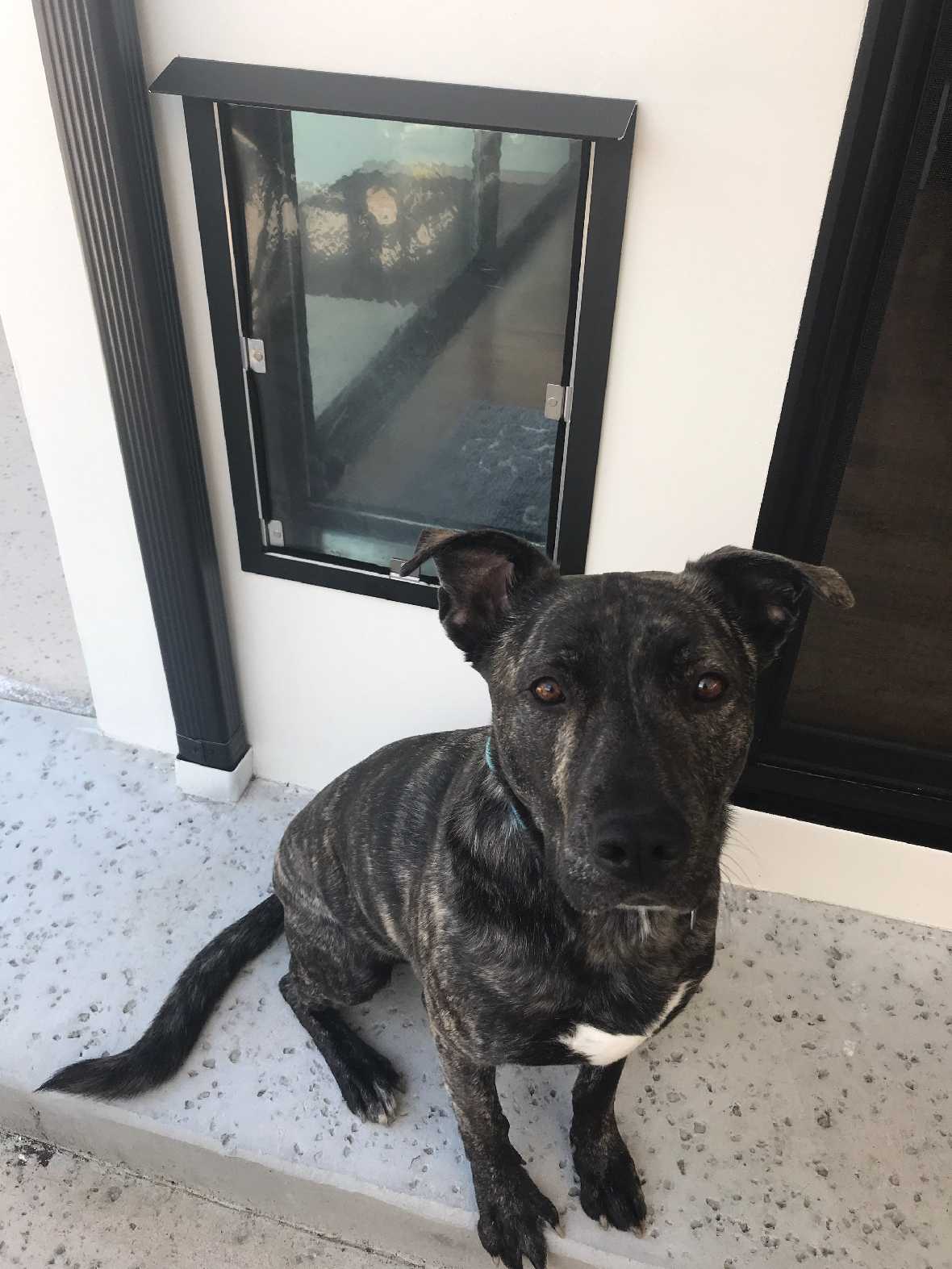 A brindle dog with a white spot on its chest sits on a step next to a small window.
