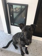 A brindle dog with a white spot on its chest sits on a step next to a small window.