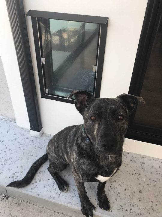 A brindle dog with a white spot on its chest sits on a step next to a small window.