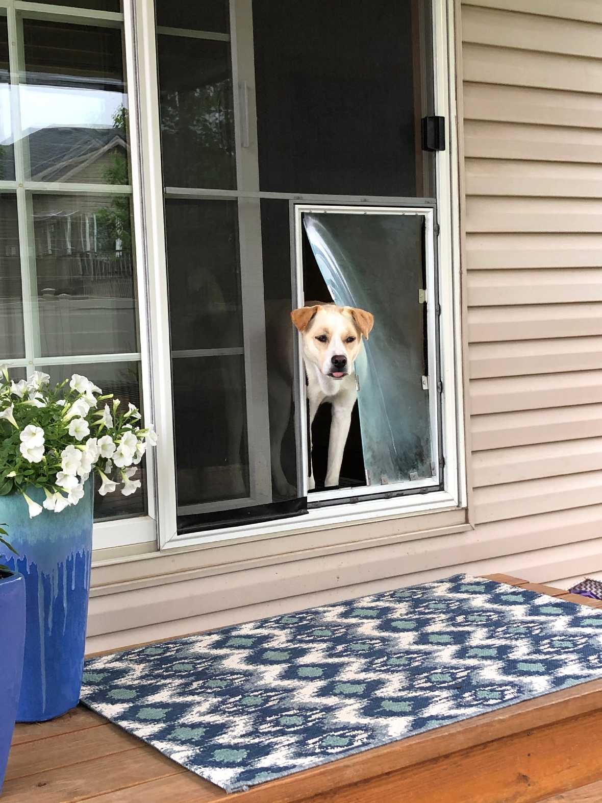 A dog is looking out through a doggy door in a sliding glass door.