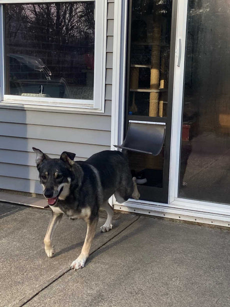 A dog is coming through a dog door in a sliding glass door.