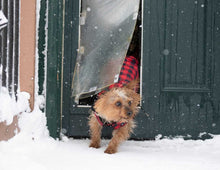 A small dog wearing a red and black plaid coat walks through a pet door in the snow.