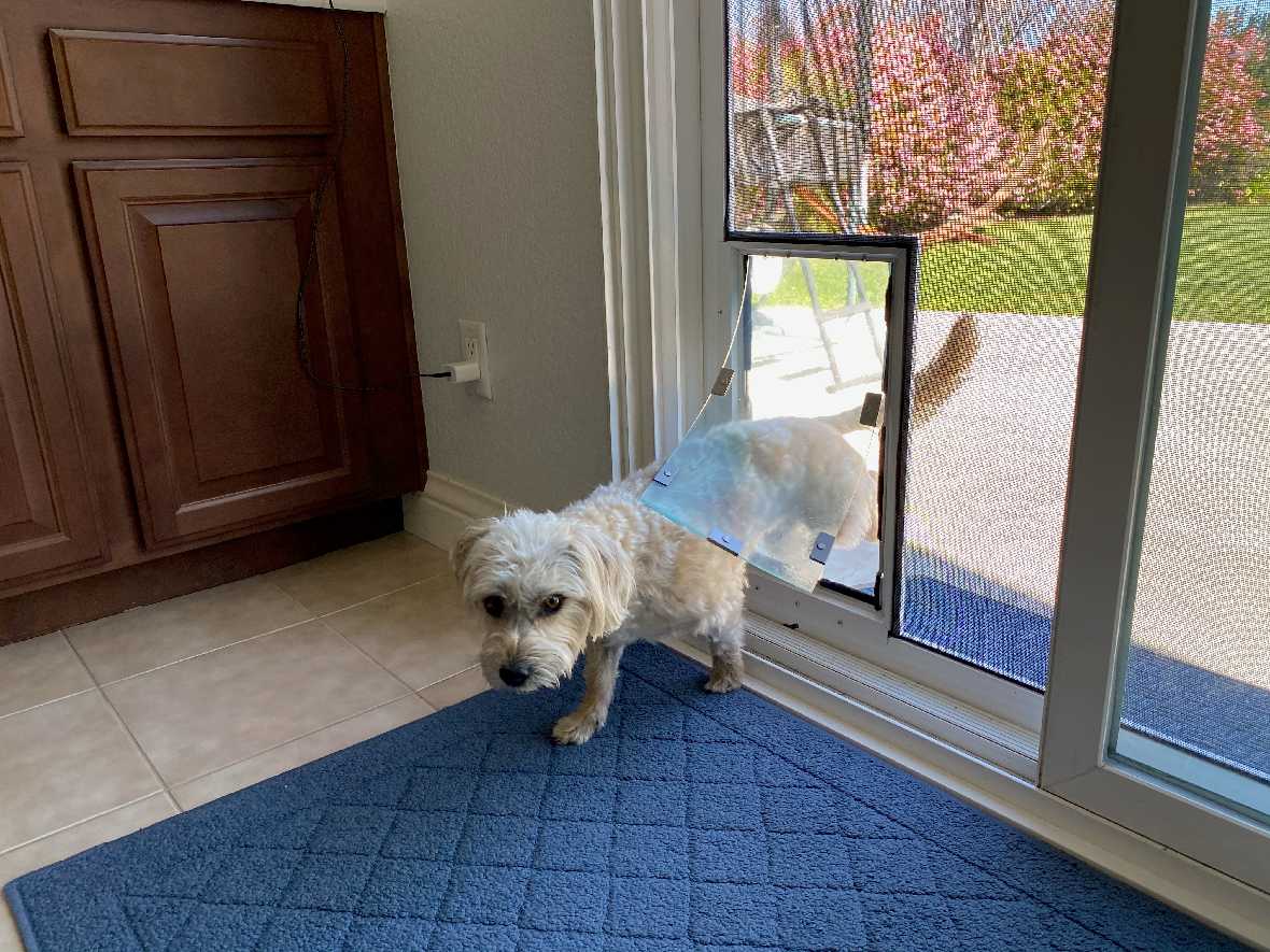 A small dog walks through a pet door in a sliding glass door.