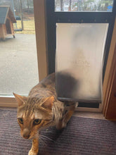 A brown tabby cat walks through a PetSafe pet door.