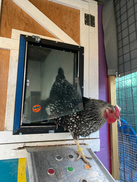 A chicken is walking through a pet door on a ramp with colored circles.