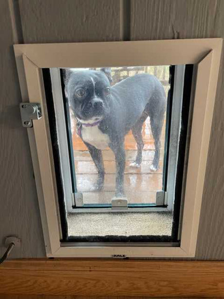 A Boston Terrier standing inside a dog door.