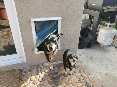Two small dogs near a dog door in an exterior wall.