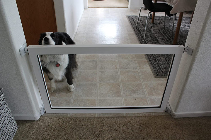 border collie looking over clearvis pet gate