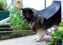 A fluffy Keeshond dog is partially through a dog door with a black flap, standing on a patio among plants and flowers.