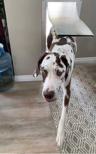 A brown and white Great Dane dog walks through a dog door.