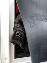 A black dog peers through a pet door labeled 