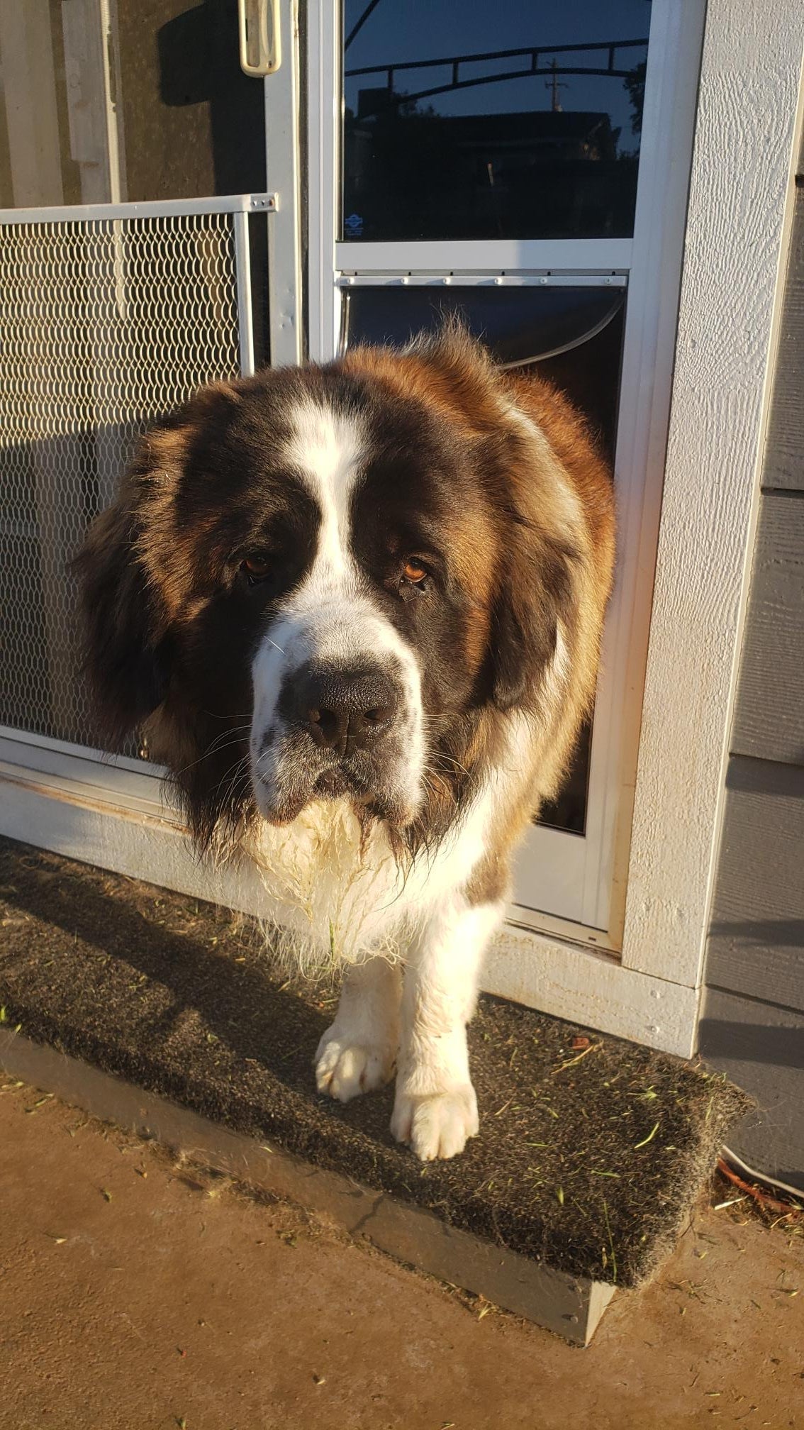 A brown and white Saint Bernard dog is partially through a dog door.