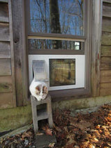 A cat sits atop a cinder block in front of a window with a pet door.