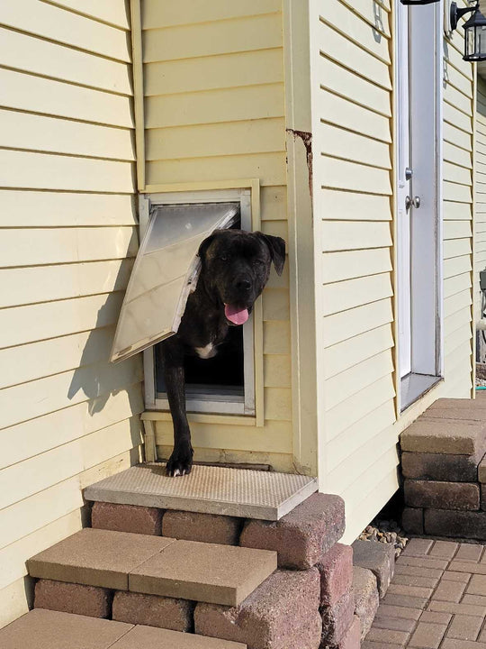 Endura Flap Original Dog Doors for Walls