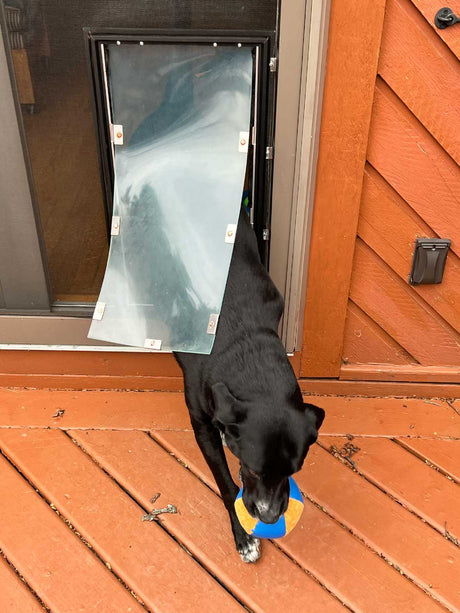 A black dog carries a toy ball through a dog door.