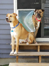 Two dogs, one tan and one brindle, stand on wooden steps by a door with a dog door.