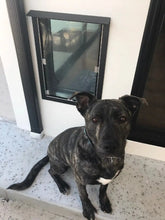 A brindle dog sits on a porch next to a small, glass-covered opening in the wall.