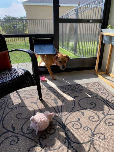 A brown dog comes through a doggy door onto a screened porch.