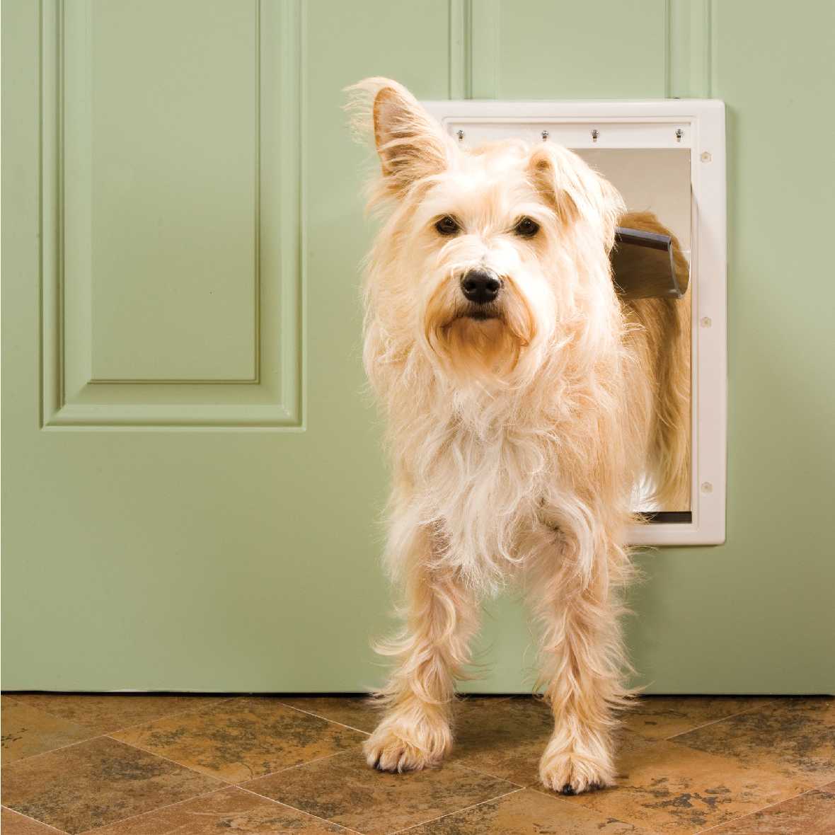 Small dog best sale door for wall