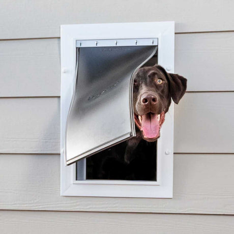 A chocolate Labrador pokes its head through a dog door.