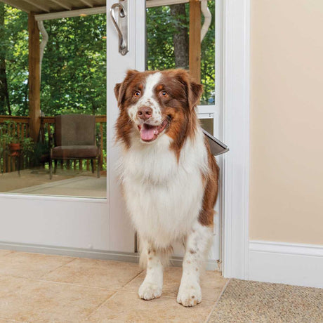 A brown and white dog stands in a doorway with a dog door.