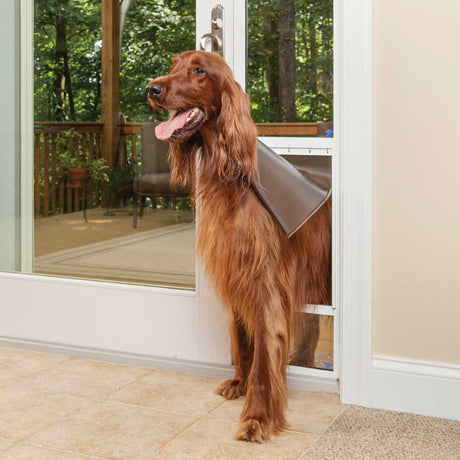 A red setter dog stands in a doorway with a dog door installed in the lower section.