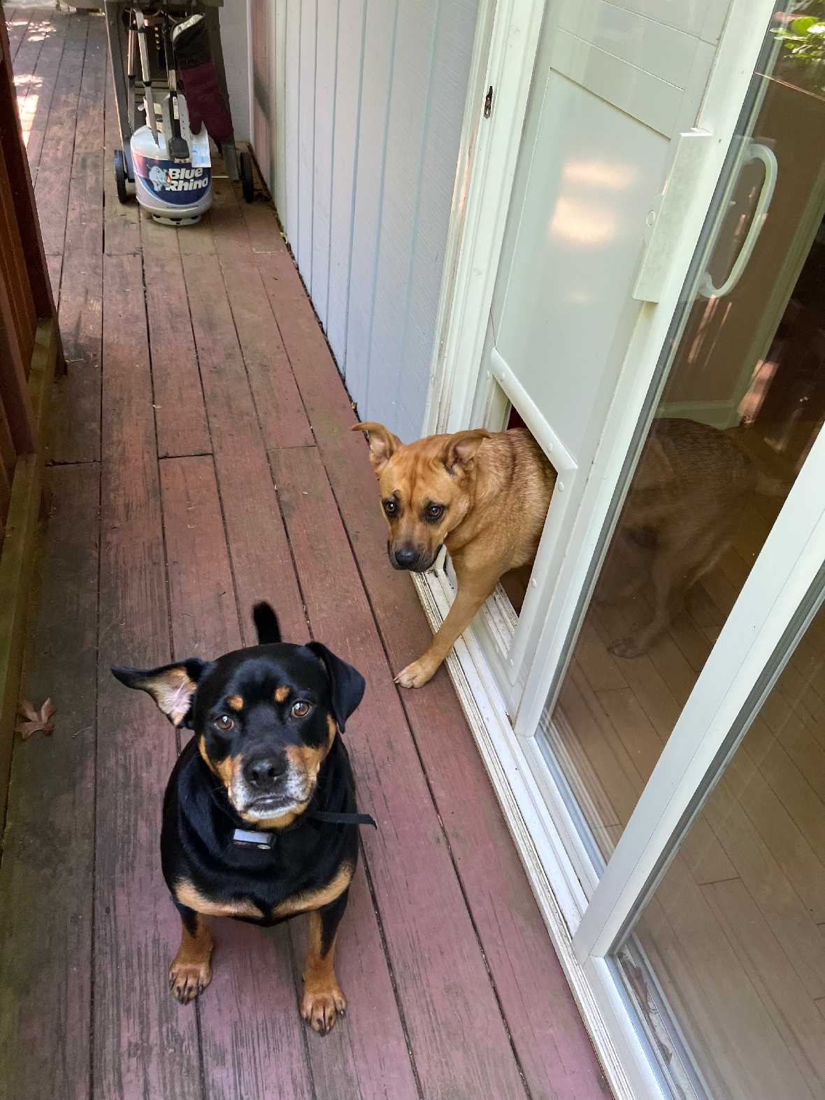 Two dogs on a wooden deck; one looking through a dog door in a sliding glass door.