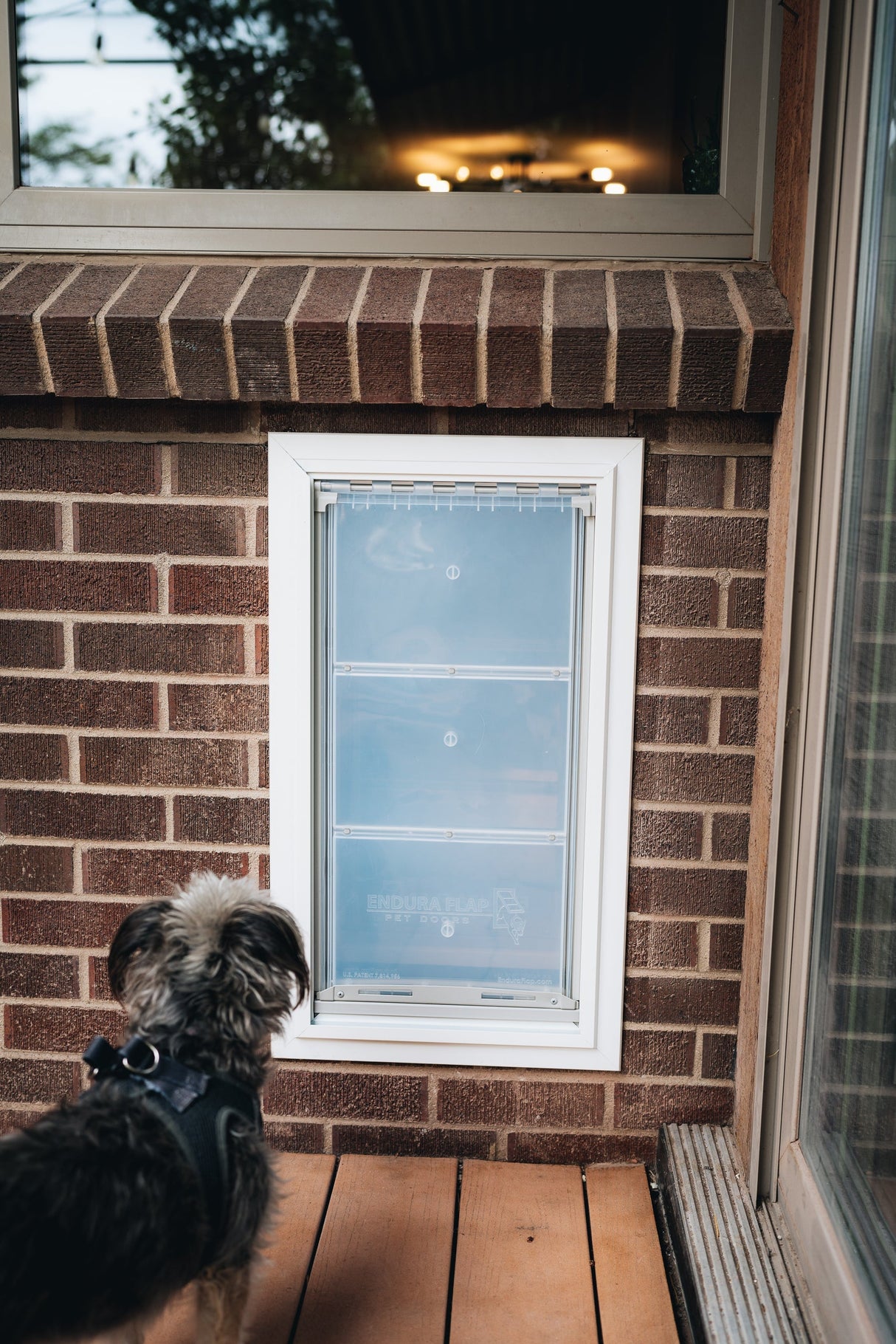 A dog looks at an Endura Flap pet door installed in a brick wall.