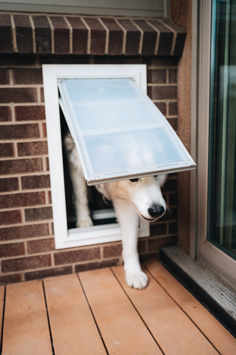 A white and tan dog is pushing through a pet door installed in a brick wall.