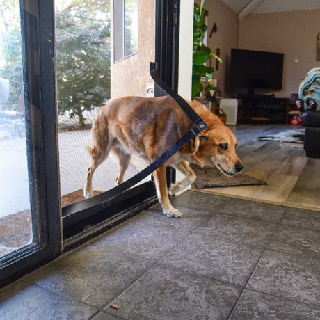 A dog with a leash walks through a sliding glass door from a patio into a house.