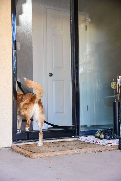 A dog is halfway through a sliding glass door entrance into a house.