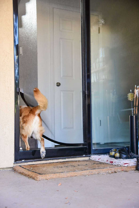 The hindquarters of a dog are visible through a doorway.