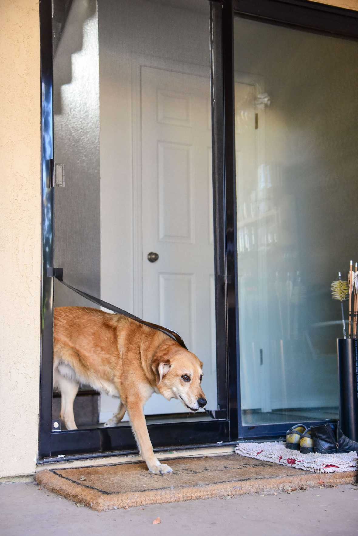 A dog on a leash exits through a pet door in a screen door.