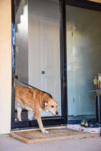 A dog on a leash exits through a pet door in a screen door.
