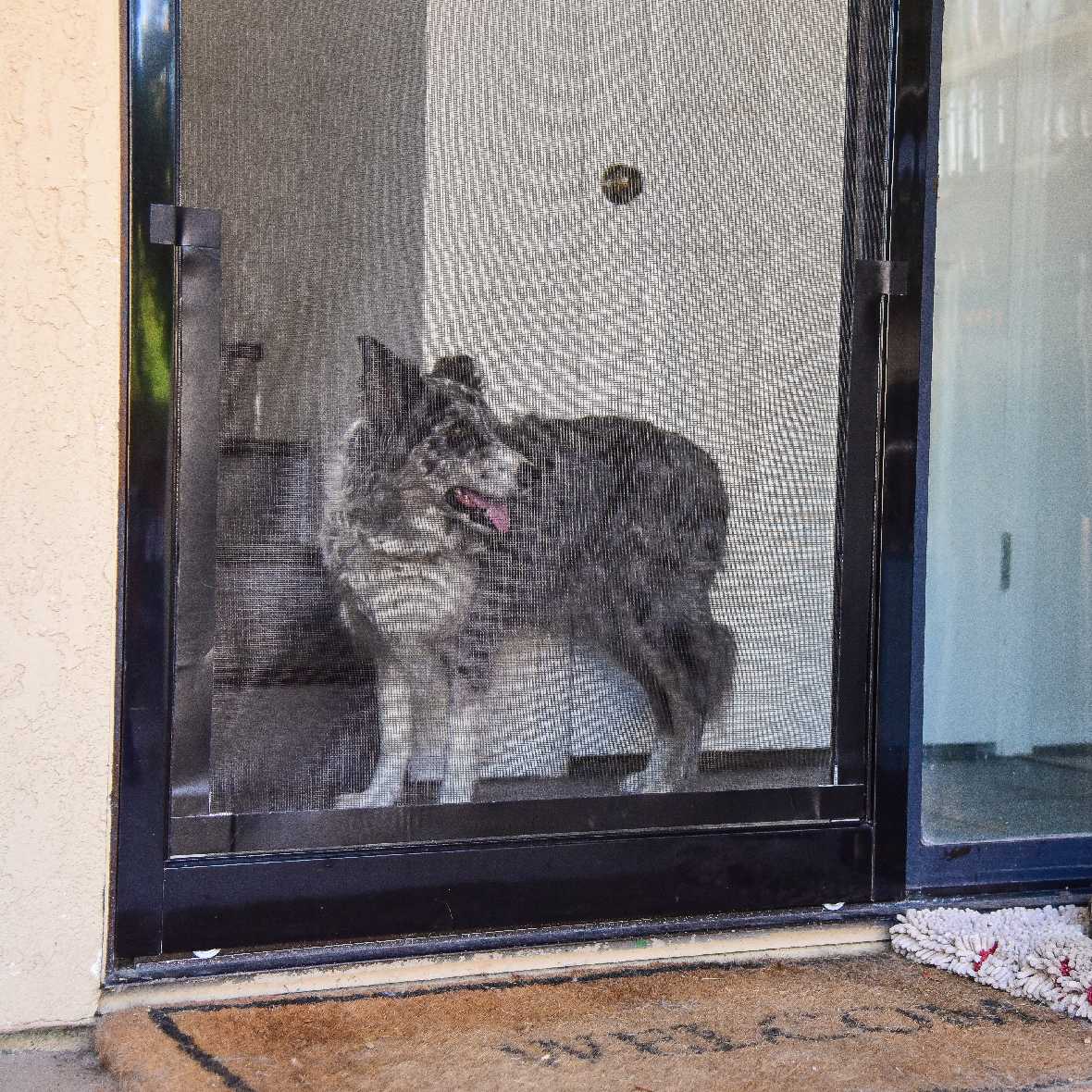 A dog with gray fur stands behind a screen door.