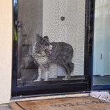 A dog with gray fur stands behind a screen door.