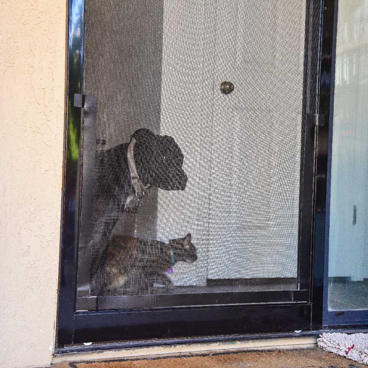 A dog and a cat are seen behind a screen door.