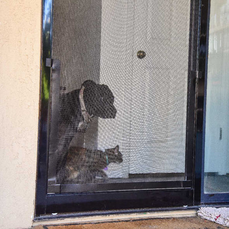 A dog and a cat are seen behind a screen door.