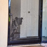 A dog is looking through a screen door.
