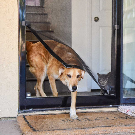 A tan dog is walking through a screen door as a grey cat watches from inside_Color_Black