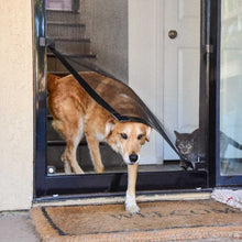 A tan dog is walking through a screen door as a grey cat watches from inside.